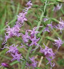 Image result for Laggera gracilis