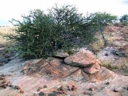 Image result for Millettia usaramensis