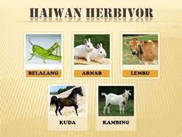 Penggolongan jenis hewan berdasarkan makanannya terbagi menjadi 3 macam, yaitu jenis karnivora, herbivora dan omnivora. Gambar Haiwan Herbivor Karnivor Omnivor Pdf Document