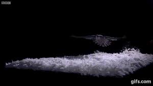 They're positive, curious, and continuously keep getting into trouble. How Do Barn Owls Fly So Silently Audubon