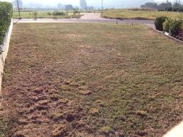 Antworten gibt's in diesem artikel! Wiese Umgraben Mit Motorhacke Garten Landwirtschaft Rasen