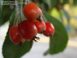 1/2 long, oblong, usually upright on branch, light brown in color, typically 4 fertile scales. Plant Identification Closed Washington Tree With Tiny Apple Like Fruit 1 By Fruticosa