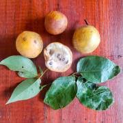 Image result for Cladostemon kirkii