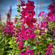 Image result for Angelonia