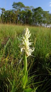 Image result for Satyrium trinerve