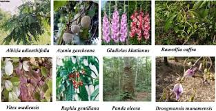 Image result for Droogmansia