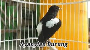 Your harga burung decu wulung images are ready. Download Lagu 1 Jam Suara Burung Decu Gacor Terbaru Untuk Masteran Dan Pancingan Decu Bahan Langsung Nyaut Mp3 Video Gratis
