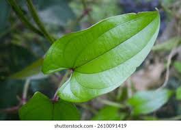 Image result for Dioscorea alata