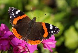 13 Different Types Of Butterflies Nayturr