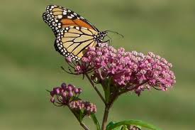 The plant is a larval host plant for monarch (which appear in the spring and summer and may have one to three broods in the north and four to six broods in the south), gray hairstreak, queen, and milkweed tussock moth caterpillars. Planting Milkweed For Monarchs Catawba Lands Conservancy