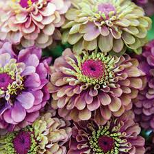 4 more photos view gallery. Zinnia Seeds Queen Lime Red Flower Seeds In Packets Bulk Eden Brothers