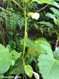 Between two famous surf points. Amma S Home Garden In Sri Lanka Let S Take A Tour Food Corner