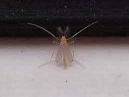 Fliegen in der wohnung und im haus verhindern. Kleine Weisse Durchsichtige Fliegen Wie Werde Ich Sie Los
