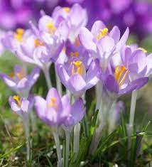 Fiore (dal latino flos, floris). 10 Bulbi Da Piantare In Autunno Greenme