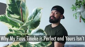 How To Care For Variegated Ficus Elastica Rubber Plant Care Tips 2021 Youtube