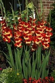 Pin On Wheelbarrow Decoration Idea