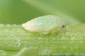 Learn how to identify and control pesky aphids on your indoor plants to prevent further damage and keep them from coming back. What Is That White Spit On Plants Archives Mynature Apps