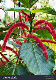Image result for Acalypha hispida