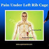 The rib cage protects vital organs, such as the heart and lungs. 1
