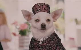 A Chihuahua Puppy That Looks Like Chloe Beverly Hills Chihuahua Chihuahua Love Teacup Chihuahua Puppies