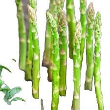 Image result for Asparagus radiatus