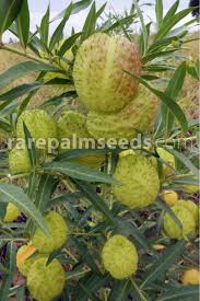 Image result for Gomphocarpus physocarpus