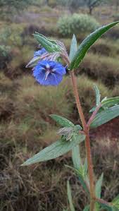 Image result for Trichodesma zeylanicum