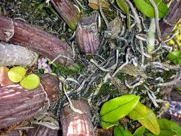 Image result for Stolzia kalkhof-roseae