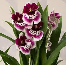 A chi non fa piacere ricevere in regalo un fiore? Tipi Di Orchidee Varieta Di Orchidee Piu Facili Da Coltivare