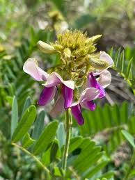 Image result for Tephrosia argyrolampra