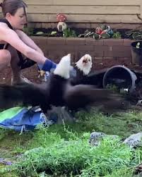 Two Mighty Bald Eagles Engage In A Battle So Intense They Get Entangled Together