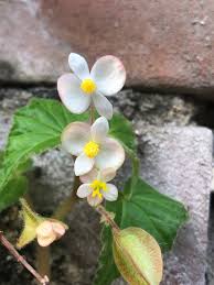 Image result for Begonia