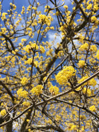 It's well suited to small yards, growing to 25 feet tall with a pink flower buds open to white blooms that linger through spring. What Is That Flowering Tree Elements Studio