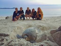 Malaysia sekadar menamatkan kempen sukan sea 2019 dengan kutipan 56 emas, 58 perak dan 72 gangsa untuk berada di tangga kelima keseluruhan. Volunteer With Sea Turtles Sea Turtle Conservation Malaysia Globalteer