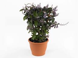 Image result for Vitex trifolia