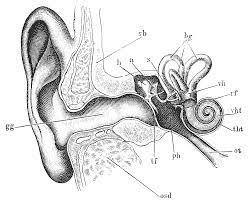 Online hearing tests tend to come in two different formats. Online Hearing Test Audiogram Printout