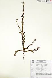 Image result for Phyllanthus ovalifolius