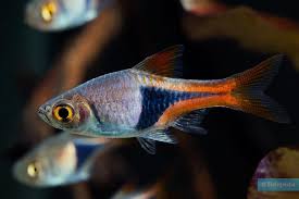 Image result for Heteromorpha