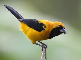 Image result for Blotiella currorii