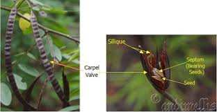 Image result for Aristida stenostachya