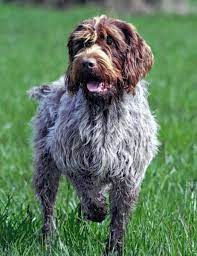 Our listings are from top breeders from around the country. The Wirehaired Pointing Griffon A Guide For Owners Pethelpful