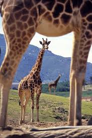 Giraffes Wild Animal Park Animals San Diego Zoo Safari Park