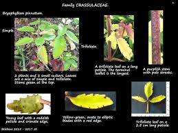 Image result for Bryophyllum
