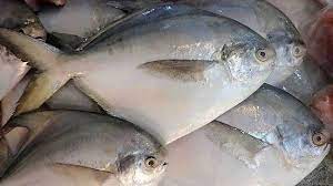 Maybe you would like to learn more about one of these? Mengenal Ikan Bawal Putih Lebih Dekat Ikanpedia