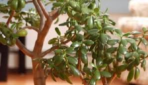 7 Credible Scientifically Proven Jade Plant Benefits In 2020 Jade Plants Plants Jade Plant Care
