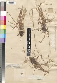 Image result for Pycreus fluminalis