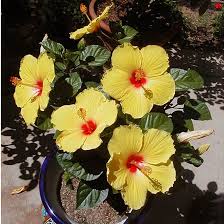 What color is a hibiscus flower. Top 25 Most Beautiful Hibiscus Flowers