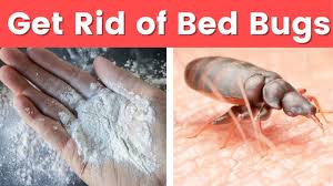 As is the case with most insects, people want to know how to get rid of bed bugs fast. How To Get Rid Of Bed Bugs At Home Natural Trick To Get Rid Of Bed Bugs Fast Youtube