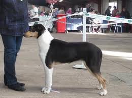 How big do rough collies get? Shandlmain Smooth Collies Shandlmain Collies