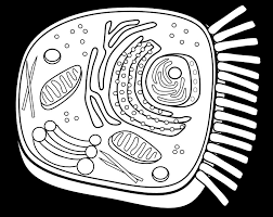 Maybe you would like to learn more about one of these? Animal Cell Coloring Pages Page 1 Free Coloring Sheets Coloring Home